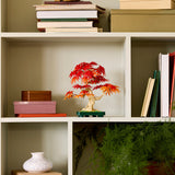LEGO® Botanicals Japanese Red Maple Bonsai Tree