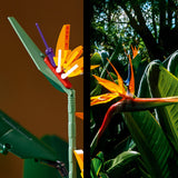 LEGO® Creator Expert Bird of Paradise